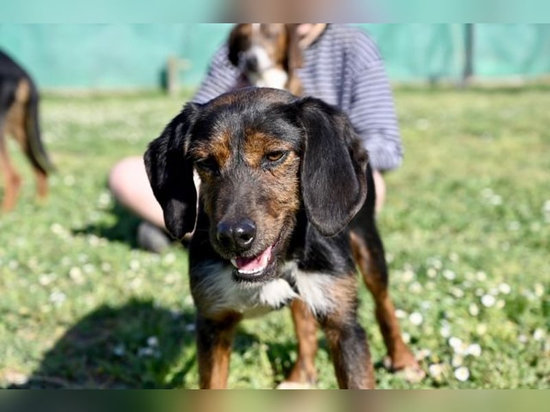 Gio - aussortiert - und immer noch bereit, jemandem ihr Herz zu verschenken