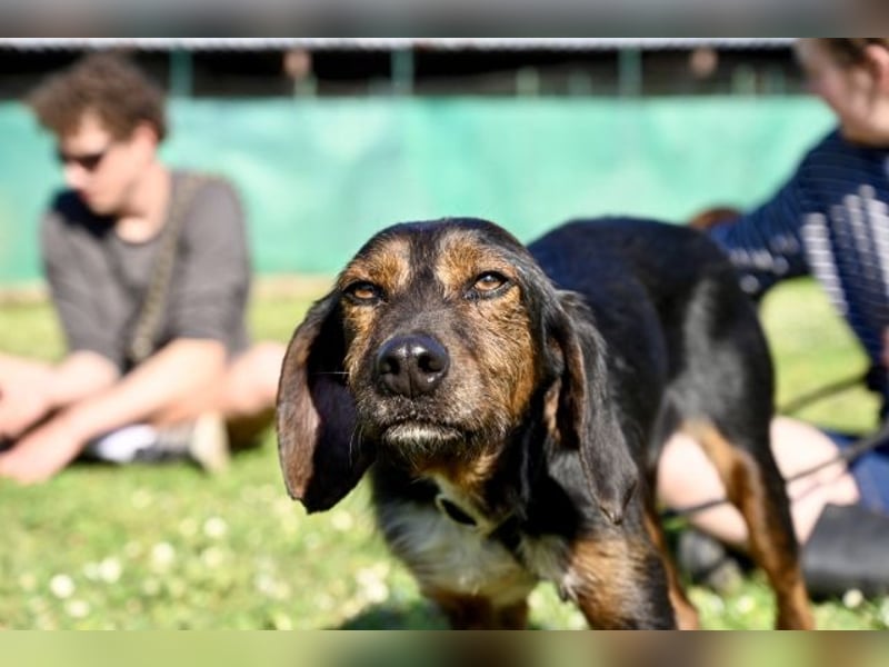 Gio - aussortiert - und immer noch bereit, jemandem ihr Herz zu verschenken