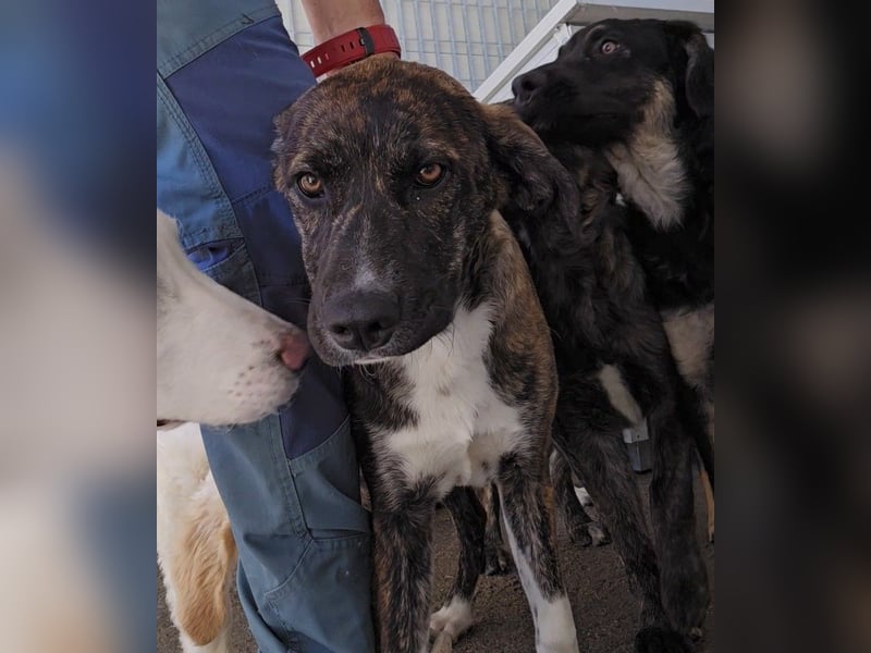 Minerva: ich wäre gerne Familienhund