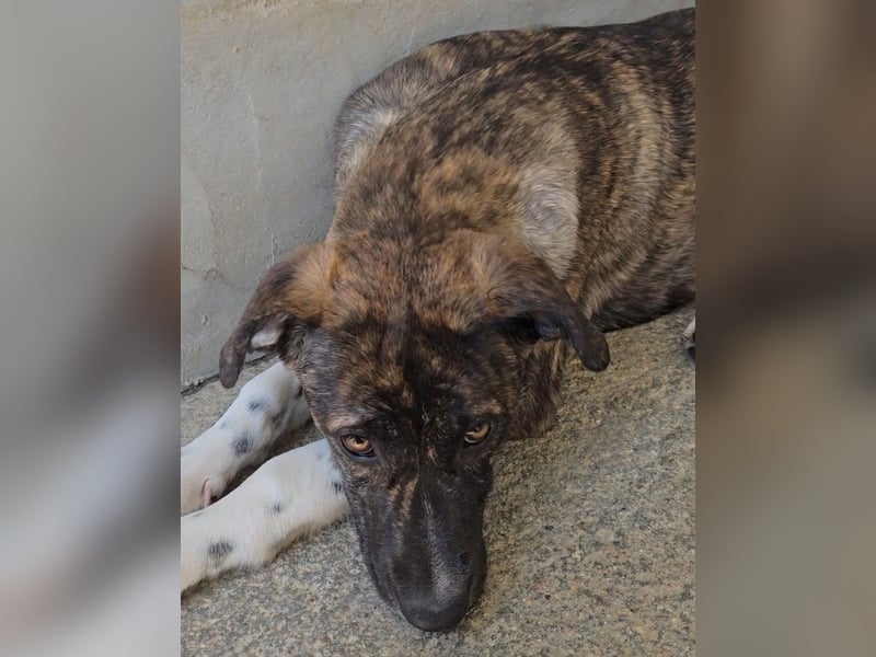 Minerva: ich wäre gerne Familienhund
