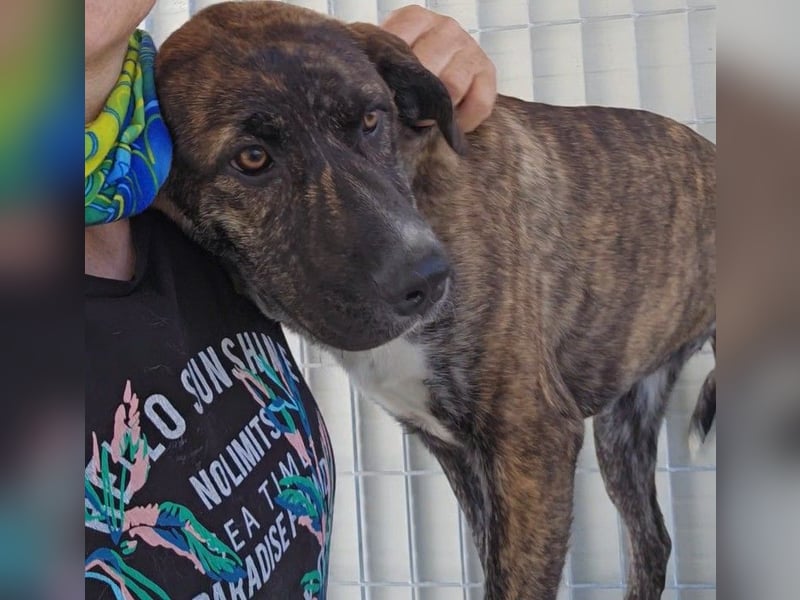 Minerva: ich wäre gerne Familienhund