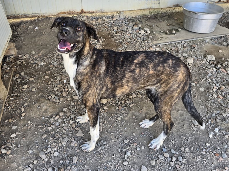 Minerva: ich wäre gerne Familienhund