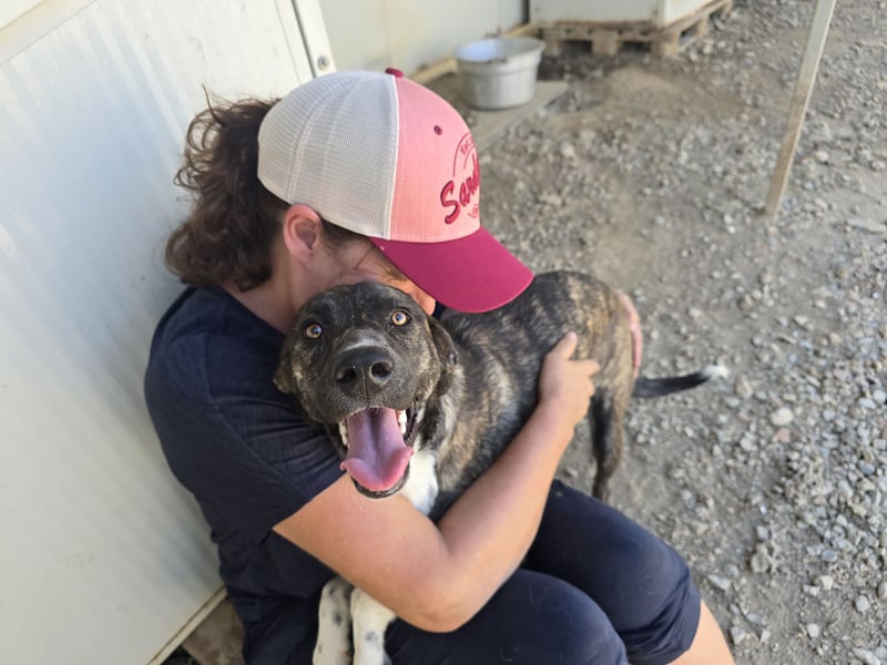 Minerva: ich wäre gerne Familienhund