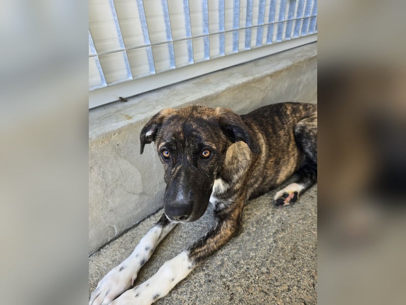 Minerva: ich wäre gerne Familienhund