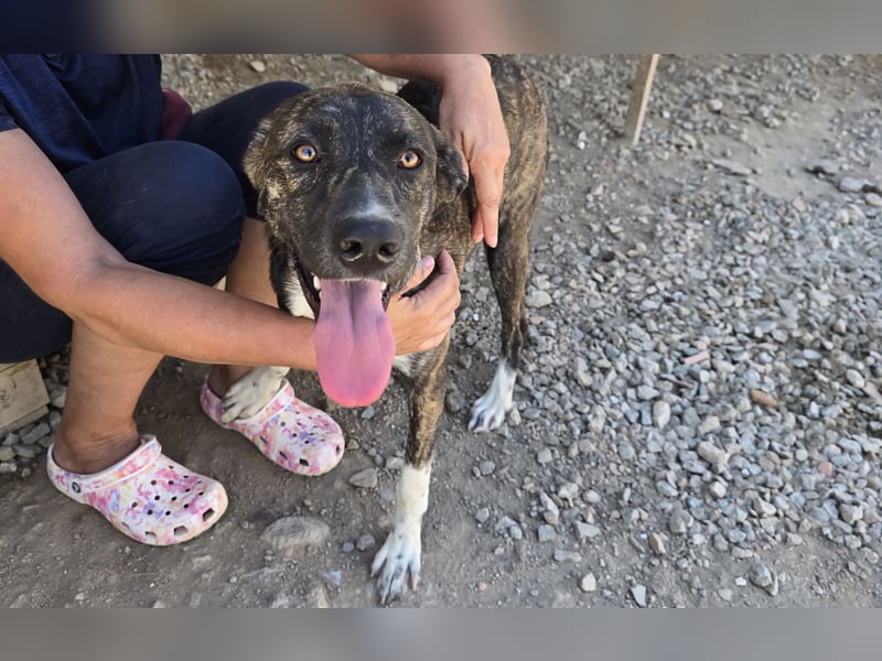 Minerva: ich wäre gerne Familienhund