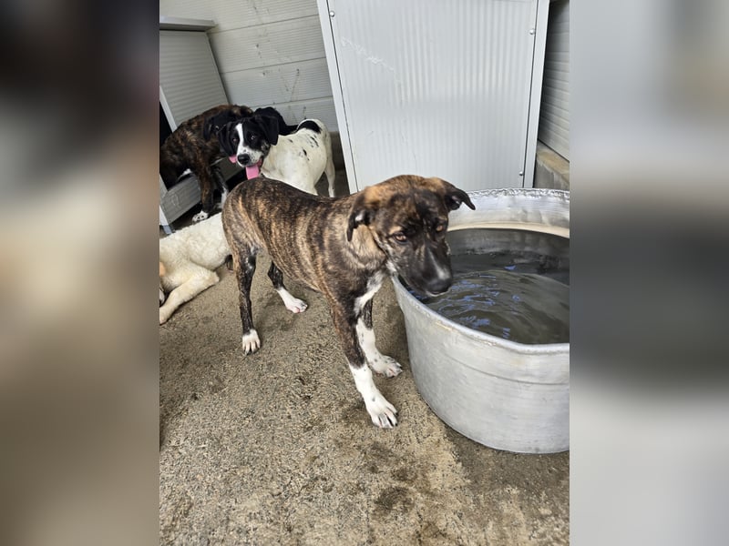 Minerva: ich wäre gerne Familienhund