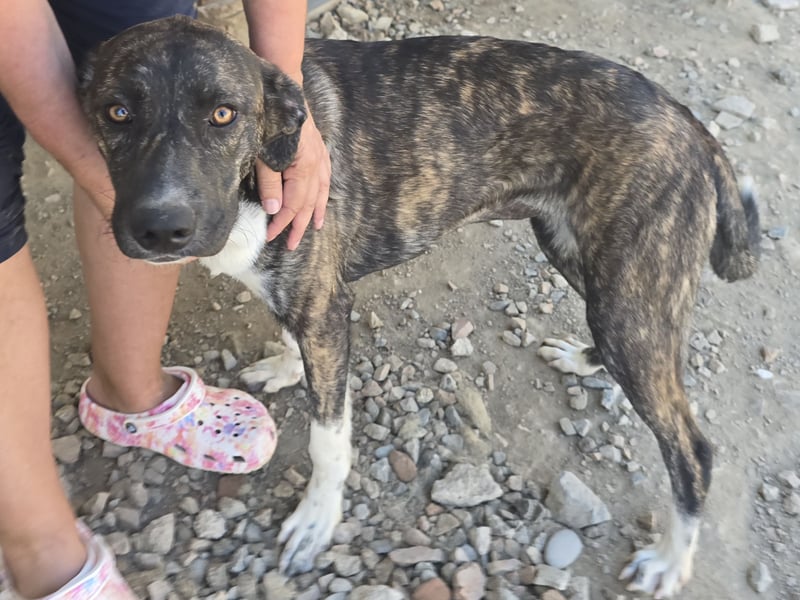 Minerva: ich wäre gerne Familienhund