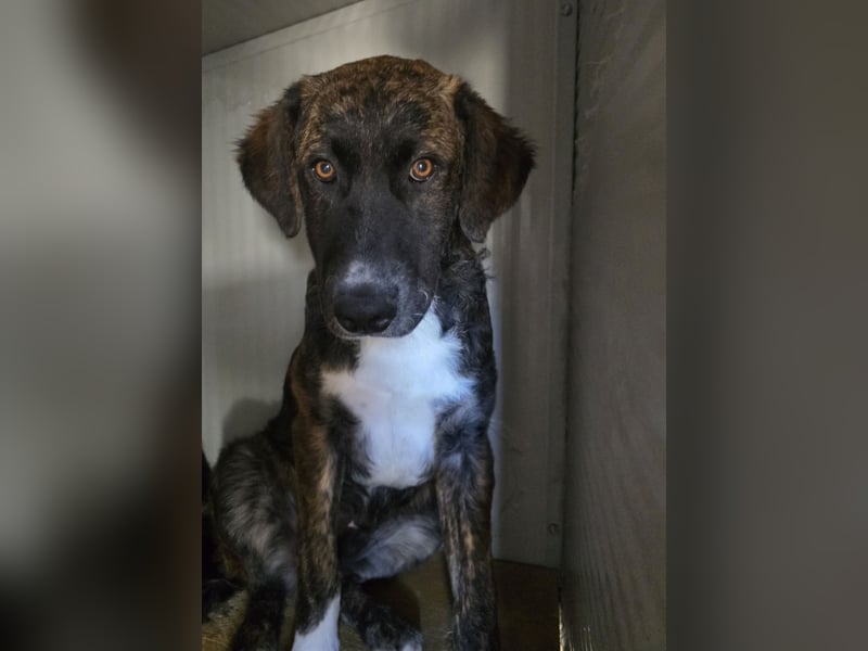 Marronicino: überfordert im Tierheim