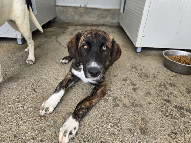 Marronicino: überfordert im Tierheim