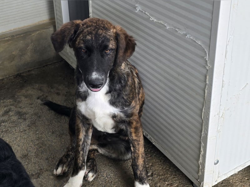 Marronicino: überfordert im Tierheim