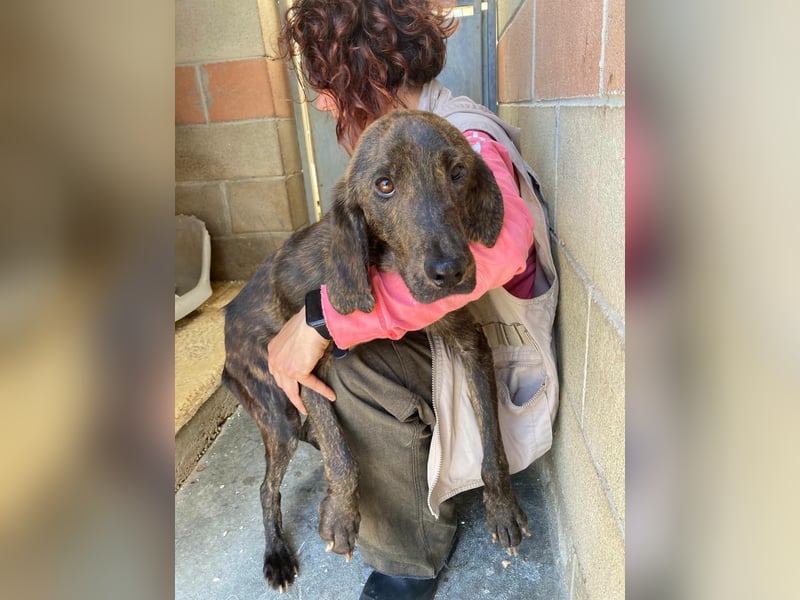 Rocco – als wenn sonst nix wäre -