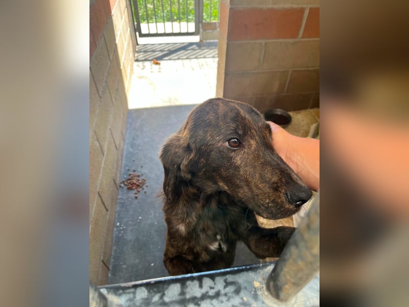 Rocco – als wenn sonst nix wäre -