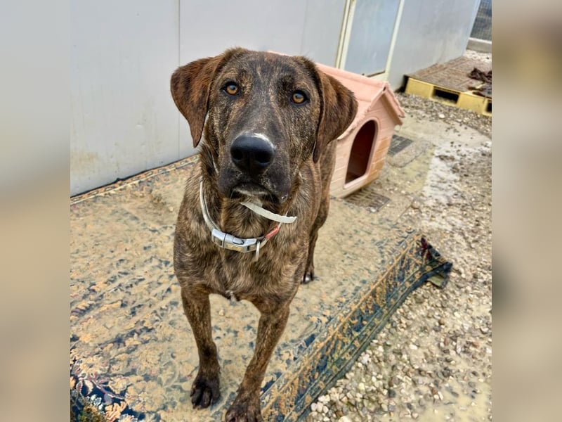 Olly - jung, charmant, verspielt - Wer  verliebt sich in diesen wunderbaren Segugio