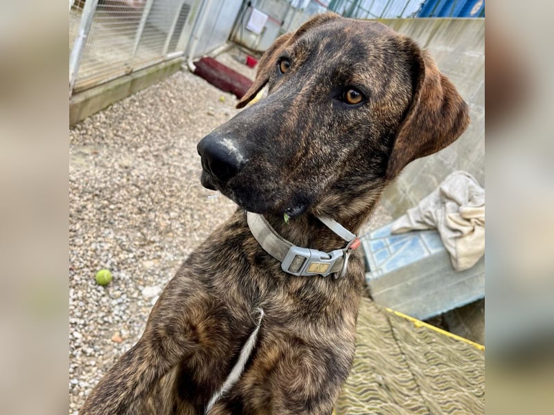 Olly - jung, charmant, verspielt - Wer  verliebt sich in diesen wunderbaren Segugio