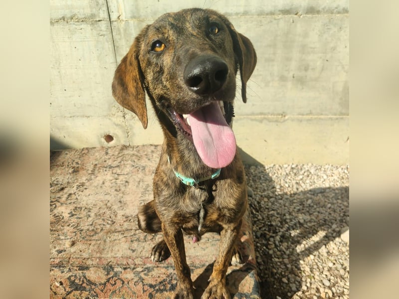 Olly - jung, charmant, verspielt - Wer  verliebt sich in diesen wunderbaren Segugio