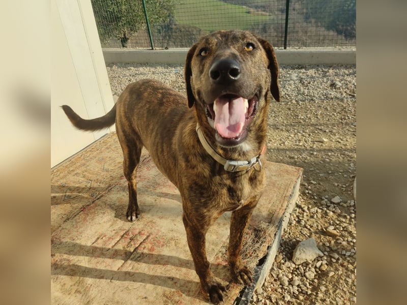 Olly - jung, charmant, verspielt - Wer  verliebt sich in diesen wunderbaren Segugio