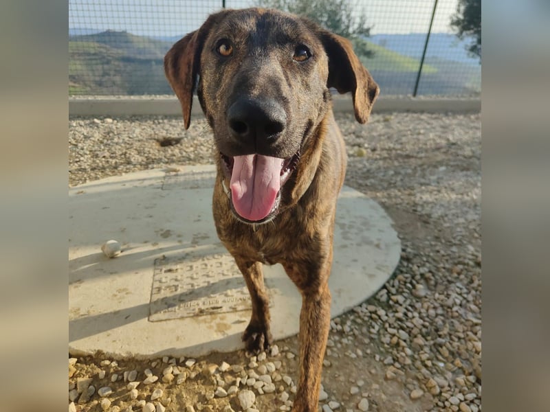 Olly - jung, charmant, verspielt - Wer  verliebt sich in diesen wunderbaren Segugio