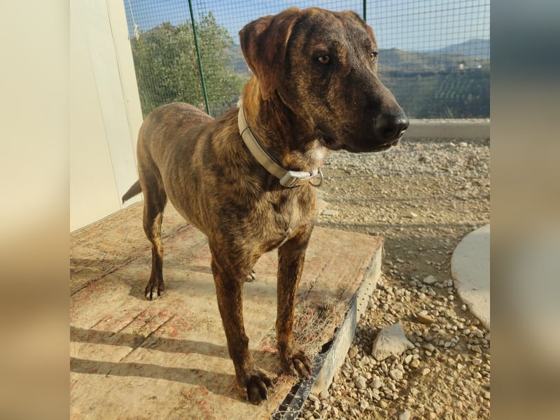 Olly - jung, charmant, verspielt - Wer  verliebt sich in diesen wunderbaren Segugio