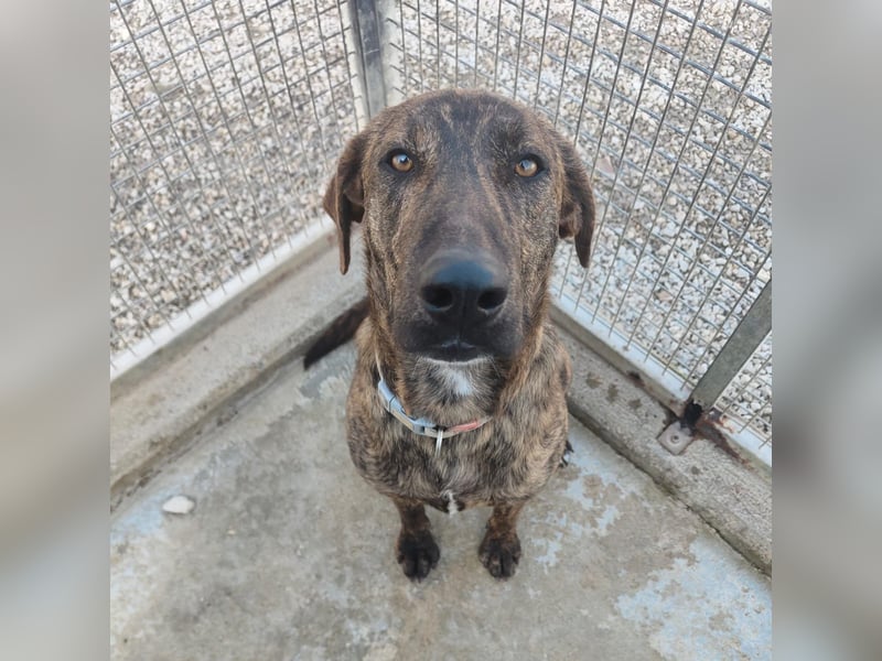 Olly - jung, charmant, verspielt - Wer  verliebt sich in diesen wunderbaren Segugio