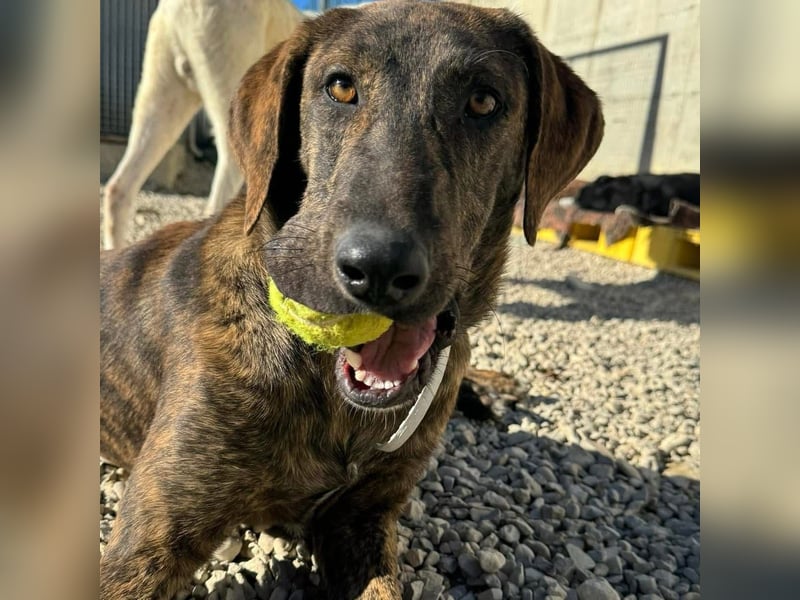 Olly - jung, charmant, verspielt - Wer  verliebt sich in diesen wunderbaren Segugio