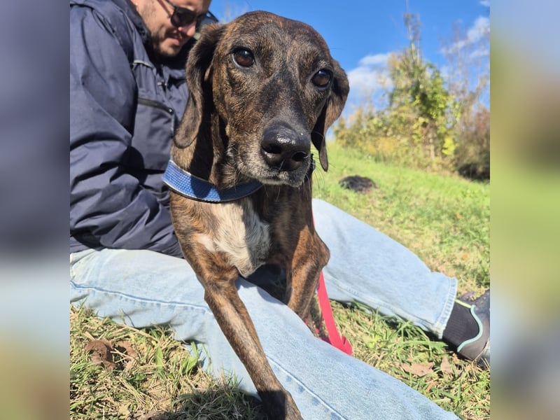 .Monalisa - liebevolle, sanfte Begleiterin wünscht sich einen Kuschelplatz nicht nur für den Winter