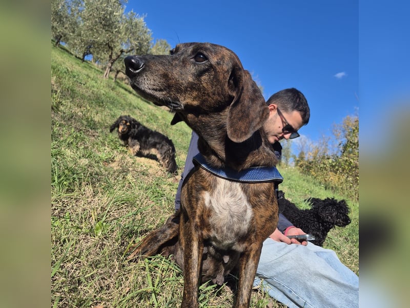 .Monalisa - liebevolle, sanfte Begleiterin wünscht sich einen Kuschelplatz nicht nur für den Winter
