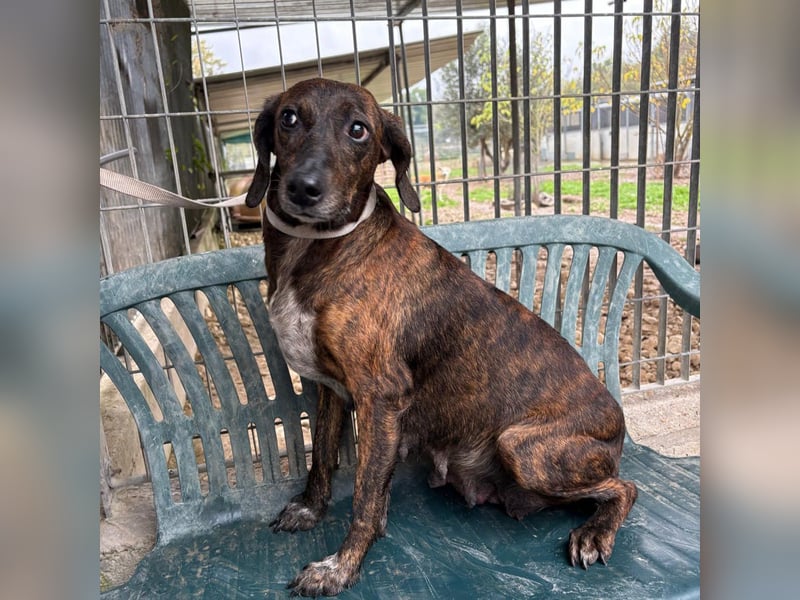 .Monalisa - liebevolle, sanfte Begleiterin wünscht sich einen Kuschelplatz nicht nur für den Winter