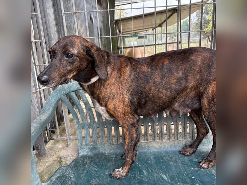 .Monalisa - liebevolle, sanfte Begleiterin wünscht sich einen Kuschelplatz nicht nur für den Winter