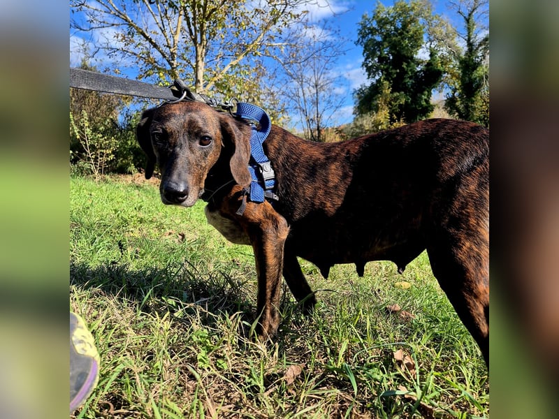 .Monalisa - liebevolle, sanfte Begleiterin wünscht sich einen Kuschelplatz nicht nur für den Winter