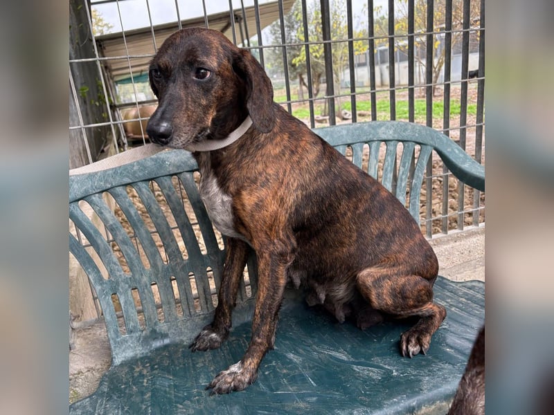 .Monalisa - liebevolle, sanfte Begleiterin wünscht sich einen Kuschelplatz nicht nur für den Winter