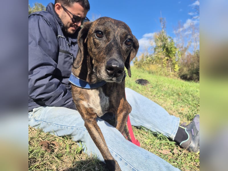 .Monalisa - liebevolle, sanfte Begleiterin wünscht sich einen Kuschelplatz nicht nur für den Winter