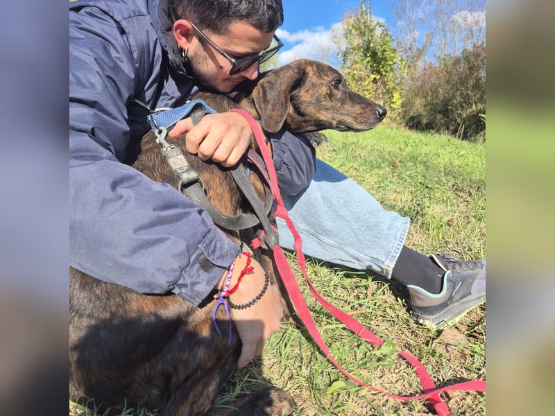 .Monalisa - liebevolle, sanfte Begleiterin wünscht sich einen Kuschelplatz nicht nur für den Winter