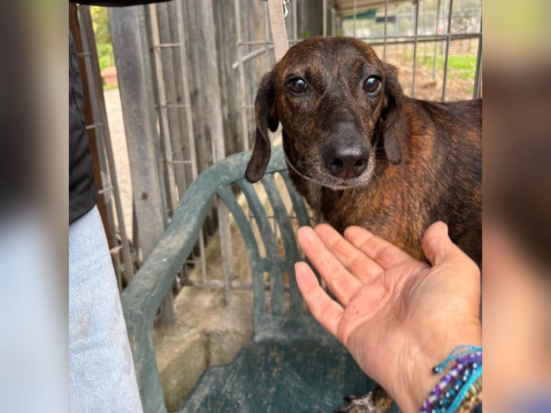 .Monalisa - liebevolle, sanfte Begleiterin wünscht sich einen Kuschelplatz nicht nur für den Winter