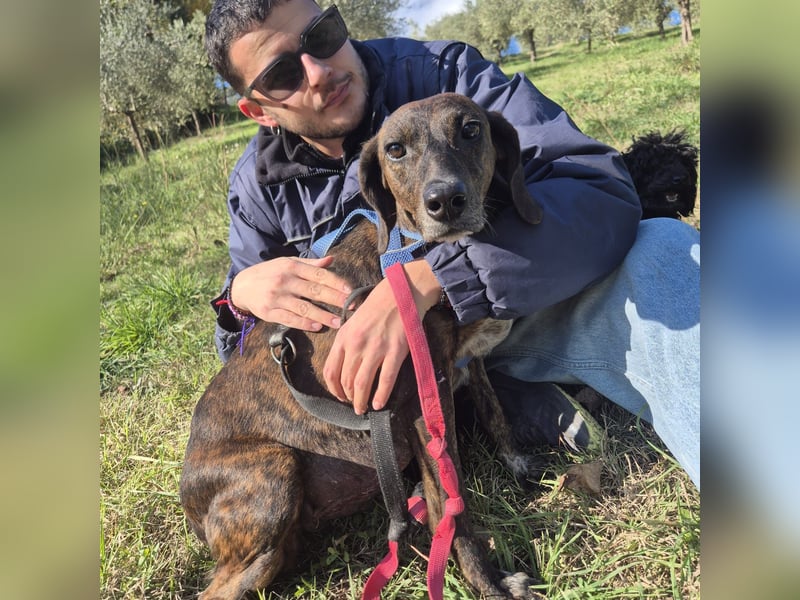 .Monalisa - liebevolle, sanfte Begleiterin wünscht sich einen Kuschelplatz nicht nur für den Winter