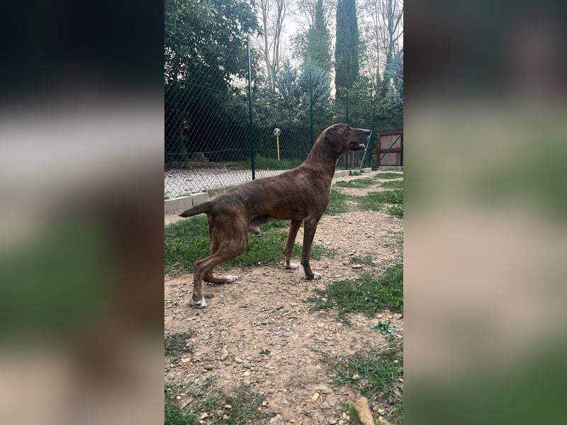 Drago