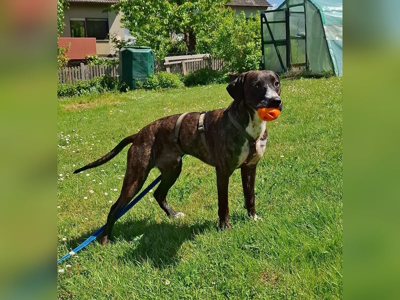 Libero