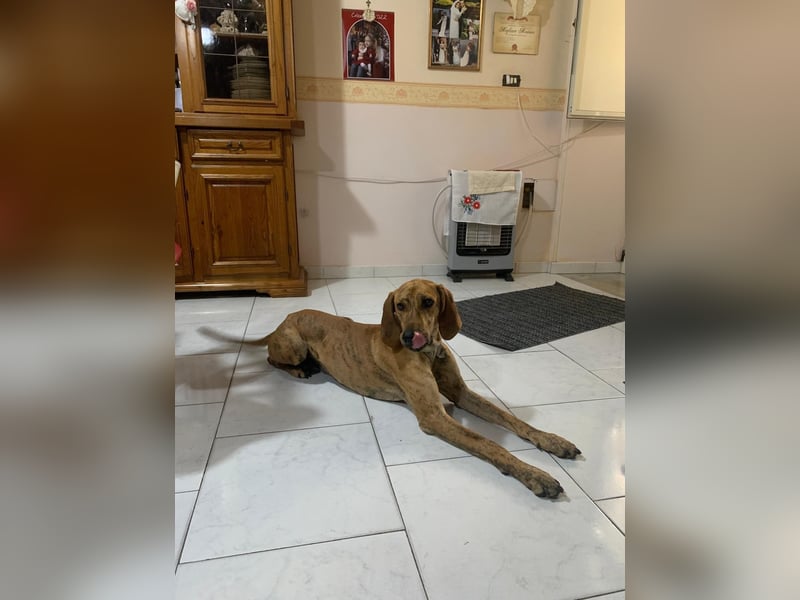 Leo