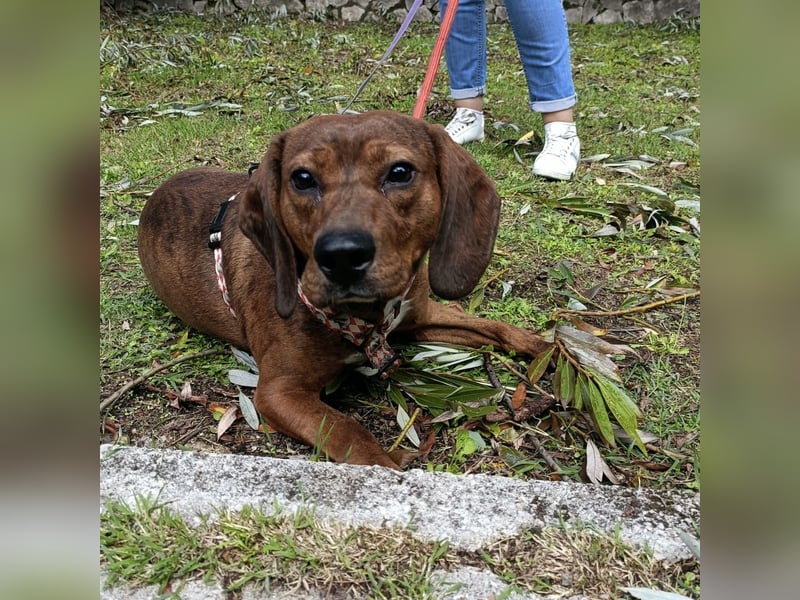 Muffin - lustiger Bub