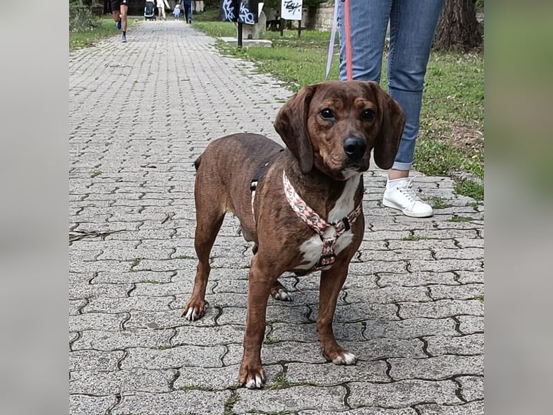 Muffin - lustiger Bub