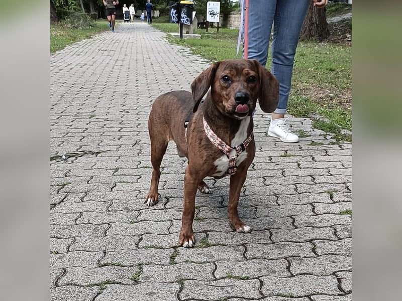 Muffin - lustiger Bub