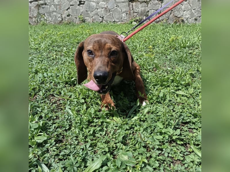 Muffin - lustiger Bub