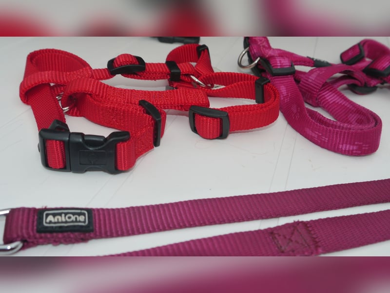 5tlg Hunde/Katze Transportfaltbox + Hundegeschirr Hunter + Leine + EzyDoc Hundehalsband – F