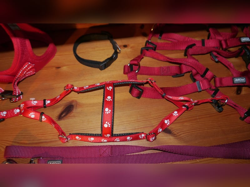 6tlg  AniOne H-Geschirr Classic Gr. M/L + Hundehalsband + Hundeleine – Z