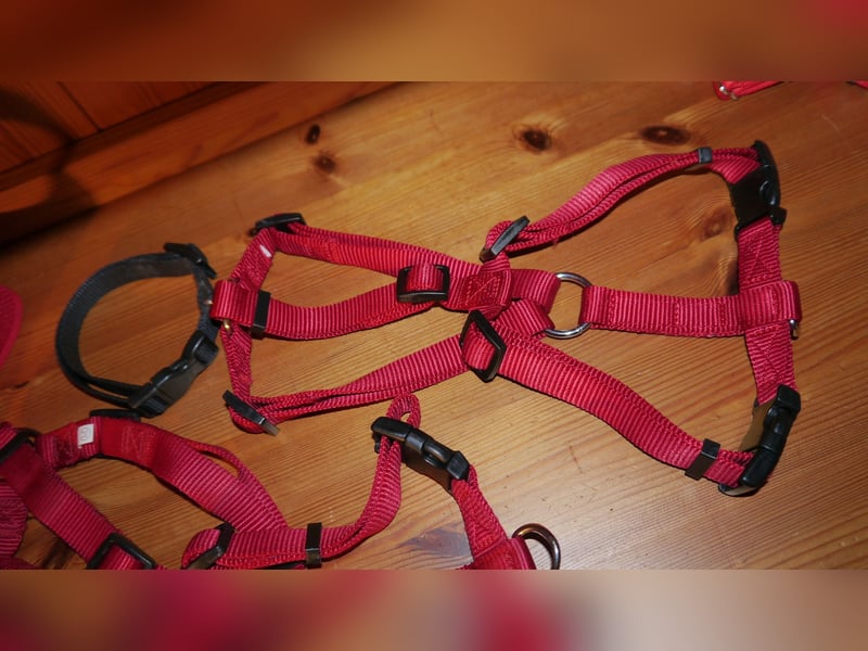 6tlg  AniOne H-Geschirr Classic Gr. M/L + Hundehalsband + Hundeleine – Z
