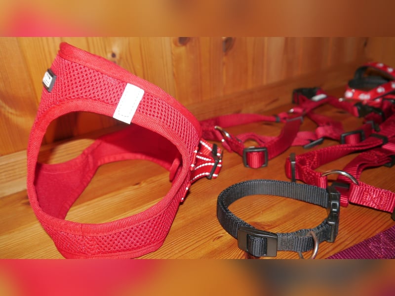 6tlg  AniOne H-Geschirr Classic Gr. M/L + Hundehalsband + Hundeleine – Z
