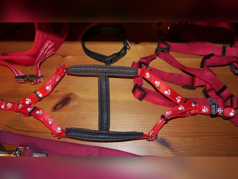 6tlg  AniOne H-Geschirr Classic Gr. M/L + Hundehalsband + Hundeleine – Z