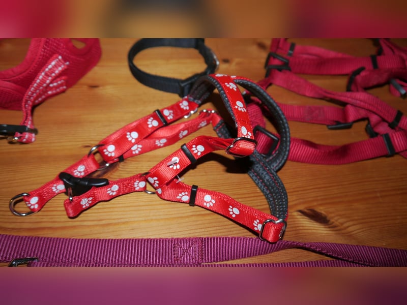 6tlg  AniOne H-Geschirr Classic Gr. M/L + Hundehalsband + Hundeleine – Z