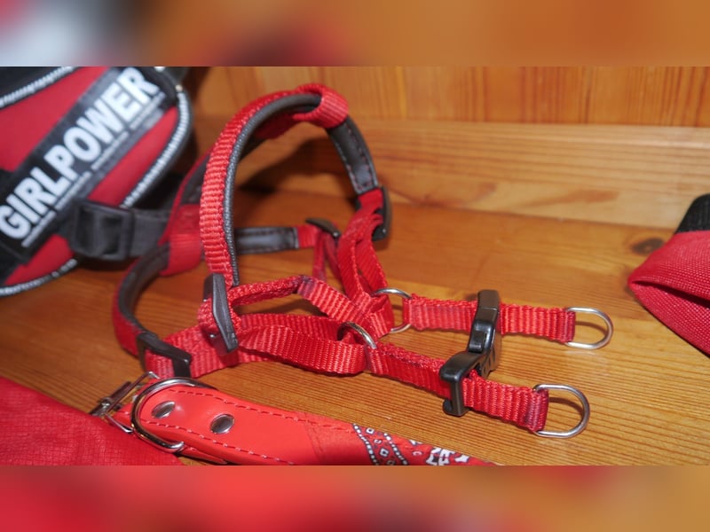 9tlg Hundegeschirr Julius K9 Gr. XS + Leine+ Wassernapf Outdoor+ Hunderegenmantel+ Haarentferner-D