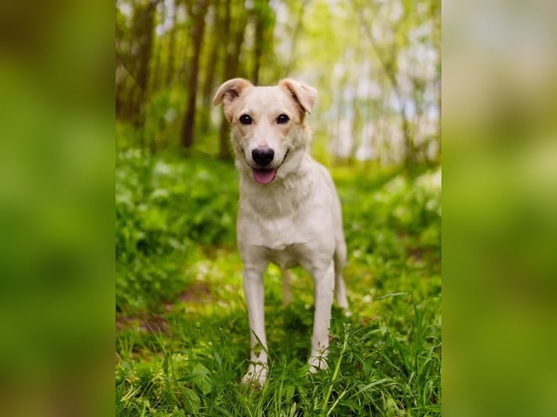 Zuckersüße Tiffany sucht