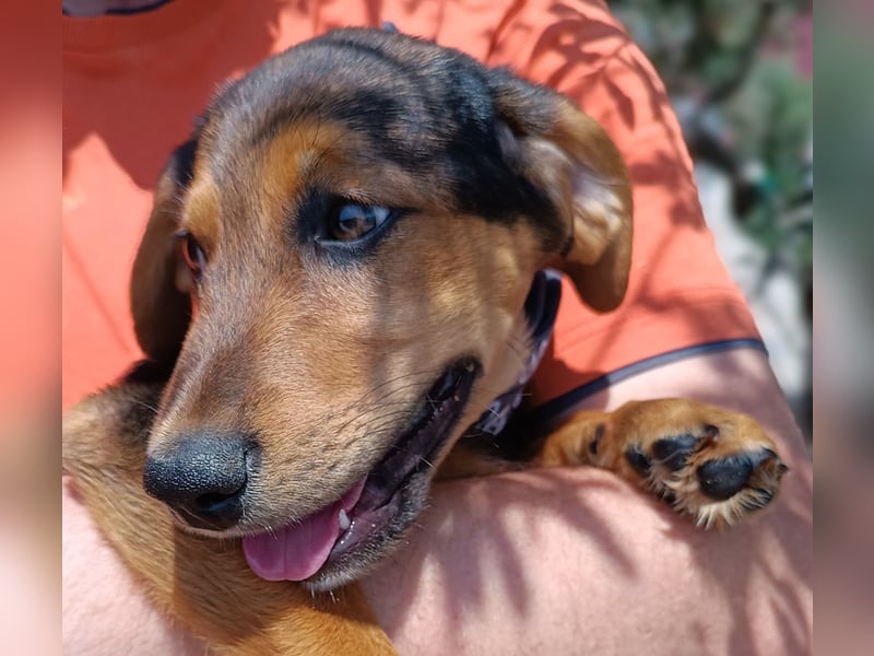 Bimini Welpe Jagdhund Mischling Rüde sucht Zuhause oder Pflegestelle